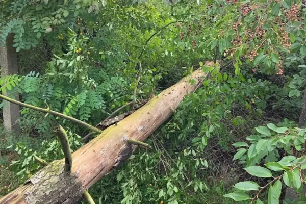 Powalone drzewo w Siedlątkowie – interwencja strażaków