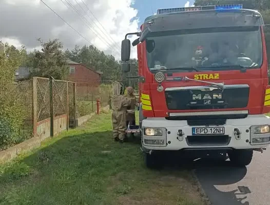 Interwencja OSP Zadzim w Grabinie — usuwanie gniazda owadów błonkoskrzydłych